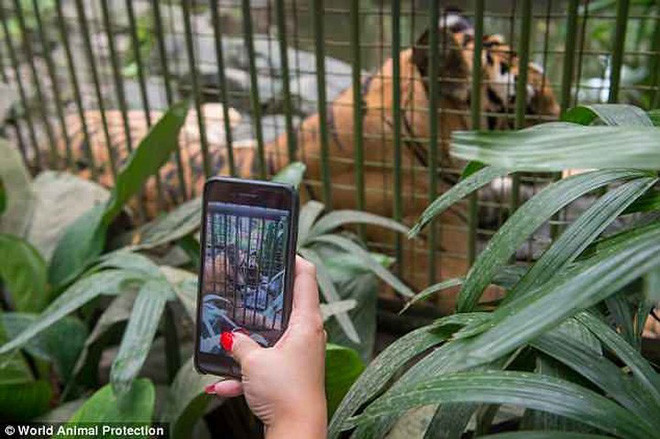 Hổ thì phải sống trong chiếc lồng chật hẹp. Ảnh: WAP.