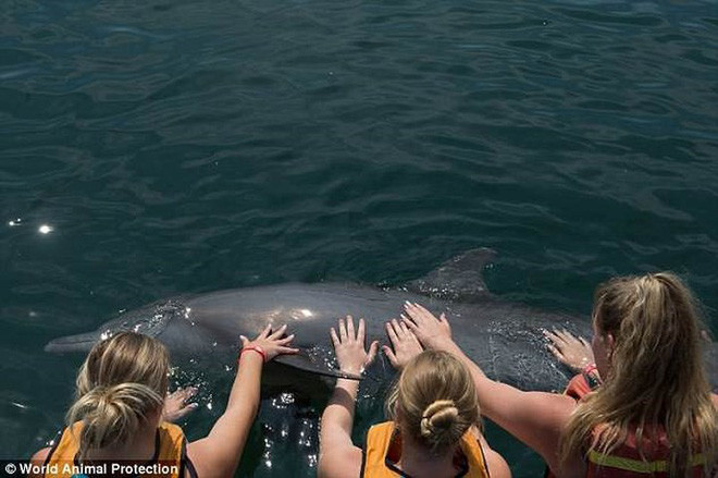 Chú cá heo này bị bẻ hết răng để đảm bảo chúng không tấn công hoặc làm hại du khách. Ảnh: WAP.