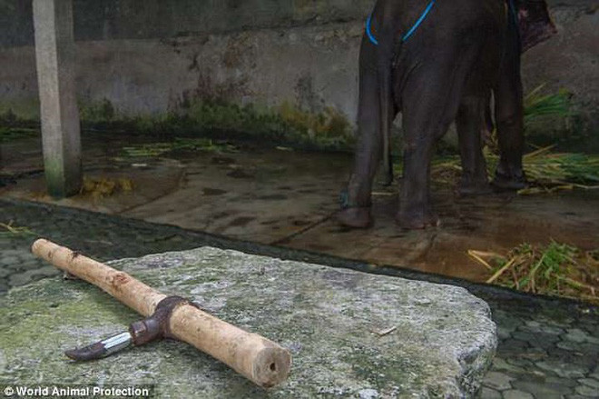 Voi luôn bị buộc chặt chiếc ghế trên lưng để du khách có thể cưỡi bất cứ lúc nào. Ảnh: WAP.