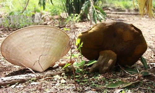Vi sao nam la khong lo o Dak Lak vot lon nhu “Thanh Giong“?