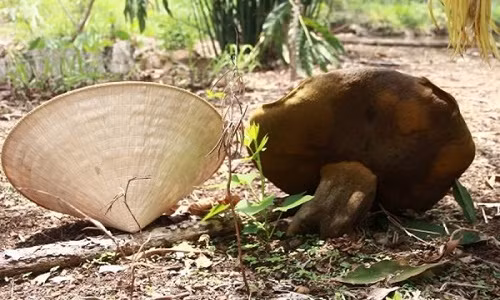 Vi sao nam la khong lo o Dak Lak vot lon nhu “Thanh Giong“?
