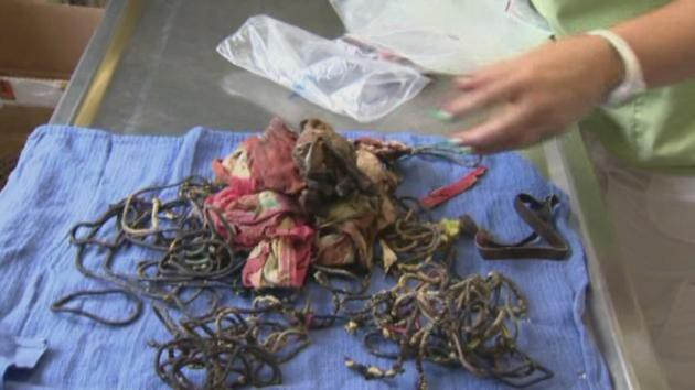 Những thứ được lấy ra từ bụng của chú chó Labrador Tiki.