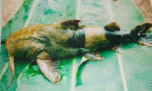 Cá chiên - "thủy quái" sông Gâm