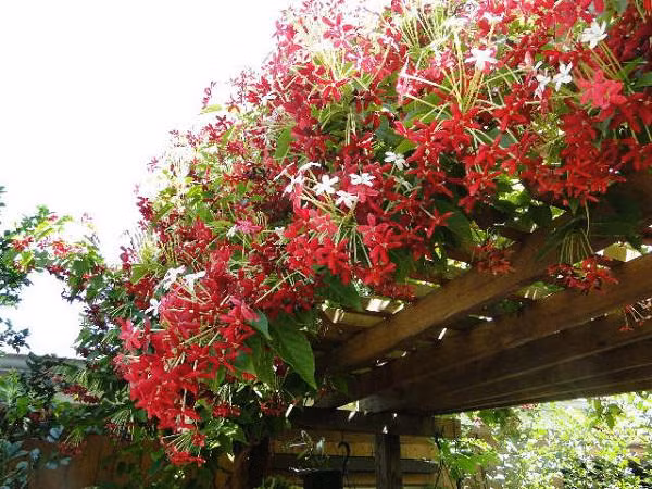 Chị em hoàn toàn có thể trồng hoa sử quân tử trên ban công, sân thượng hay cho leo tường nhà, miễn là đủ điều kiện gió và ánh sáng.