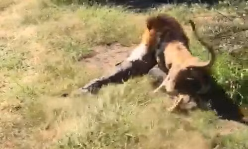 Con sư tử kéo người đàn ông vào bụi rậm