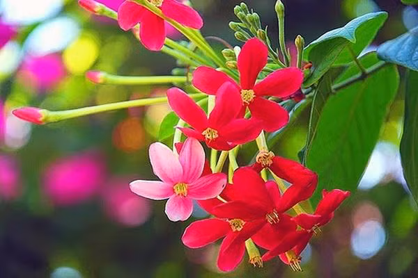 Đừng quên tưới nhiều nước cho hoa sử quân tử.