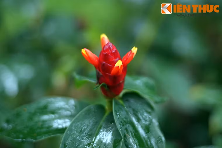 Một số hình ảnh khác về loài hoa độc đáo ở Việt Nam.