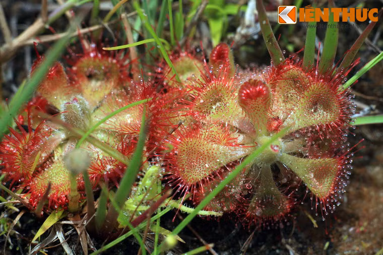 Loài cây này có hình dáng đặc biệt với những chiếc lá trông giống như cánh hoa tua tủa những sợi lông màu đỏ tươi.