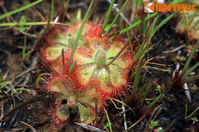 Do sự độc đáo hiếm có mà cây bắt ruồi muỗng được nhiều người chơi cây cảnh ưa thích.