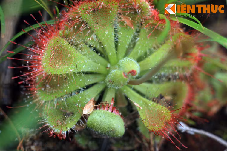 Đầu mỗi sợ lông là một giọt chất lỏng trong suốt. Đó chính là thứ vũ khí bí mật của loài cây này.