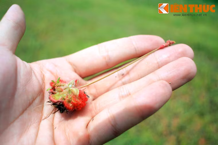 Cây bắt ruồi muỗng có kích thước khá nhỏ nên chỉ có khả năng bẫy dính được những loài côn trùng nhỏ.