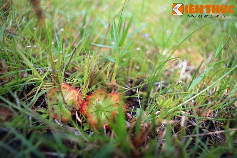 Chúng đã được nhân giống để bán cho người chơi cây tại Việt Nam và nhiều quốc gia trên thế giới.