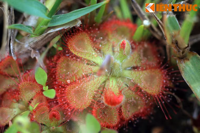 Cách săn mồi này giúp cây tồn tại được ở những vùng đất rất nghèo dinh dưỡng.