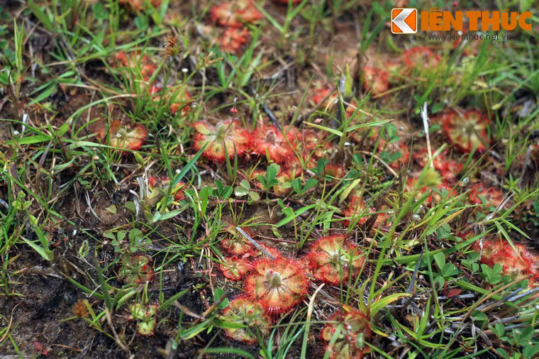 Cây bắt ruồi muỗng, hay còn gọi là cây bèo đất (Drosera burmannii) là một loài cây "ăn thịt" rất độc đáo, thường mọc ven suối và các vùng đất ngập nước tại nhiều địa phương của Việt Nam. Ảnh chụp tại vùng ven biển tỉnh Bình Thuận.