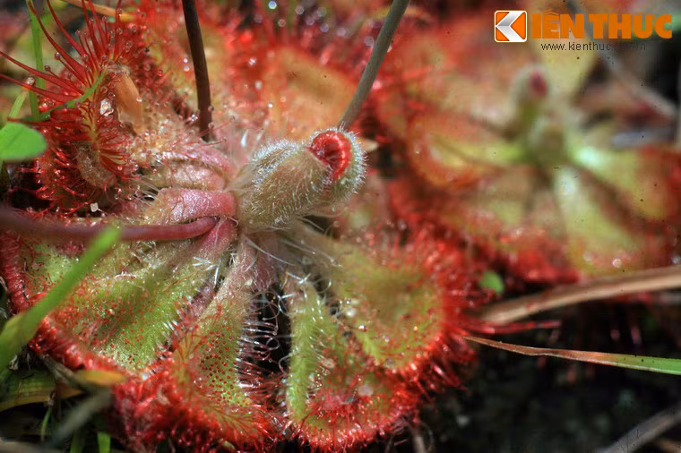 Đây là một loài cây dễ gieo trồng, không đòi hỏi một sự chăm sóc đặc biệt.