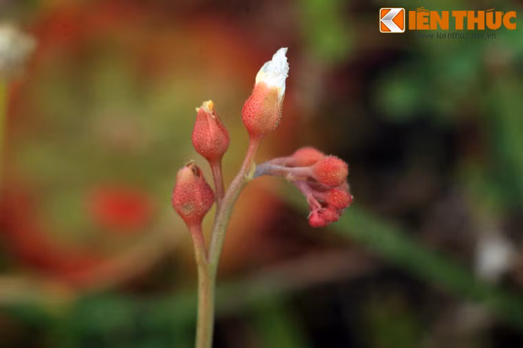 Cận cảnh đài hoa của loài cây này.