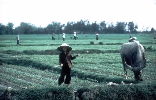 Trên một cánh đồng ngoại ô Hà Nội.