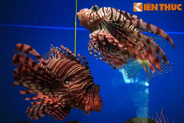  Cá mao tiên (Pterois volitans) là loài cá thuộc họ cá Mù làn, sinh sống trong các rạn san hô ở khu vực Ấn Độ Dương - Thái Bình Dương, trong đó có các vùng biển của Việt Nam. Ảnh chụp tại Viện Hải dương học ở Nha Trang, Khánh Hòa.