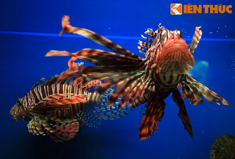 Nét đặc trưng của loài cá này là màu sắc sặc sỡ, vây cá dài, xòe rộng rất đẹp mắt. Cá mao tiên sinh sản hàng tháng, có thể sống đến 10 năm, con trưởng thành có thể dài trên 40 cm.