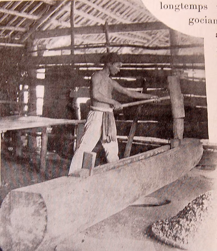 Khai thác dầu keo từ cây sơn ở Campuchia.