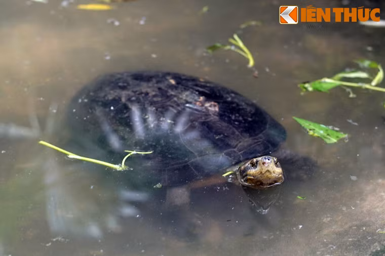 Rùa răng chủ yếu sống ở kênh rạch, ao hồ, đầm lầy, kể cả ruộng lúa nước nơi có dòng chảy chậm.