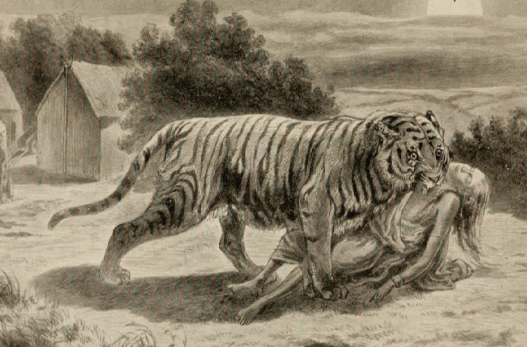 Trung bình mỗi ngày ở Ấn Độ lại có một người tử vong do bị hổ và voi tấn công.