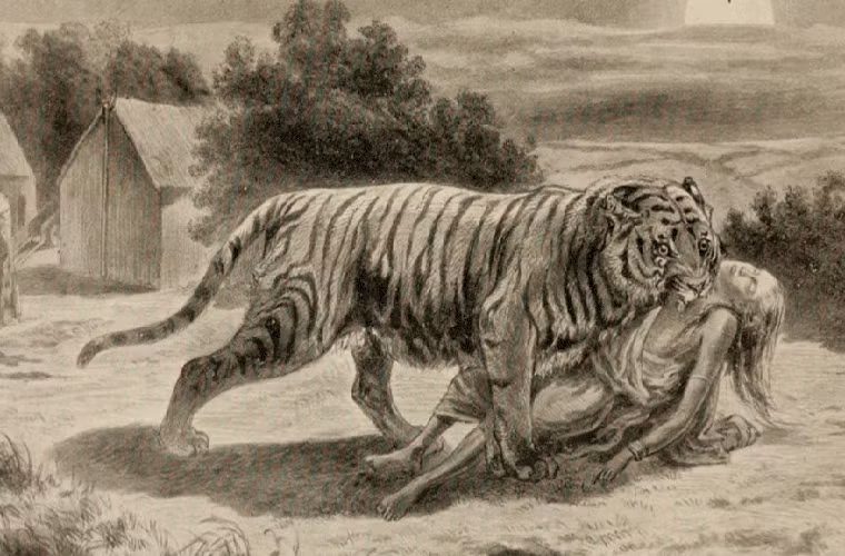 Trung bình mỗi ngày ở Ấn Độ lại có một người tử vong do bị hổ và voi tấn công.