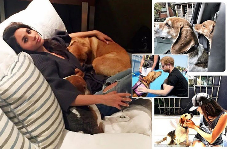 Chú chó cưng Guy của Meghan Markle cũng sẽ được đưa đến Nottingham Cottage thuộc Điện Kensington, nơi ở của vợ chồng Hoàng tử Harry sau đám cưới.