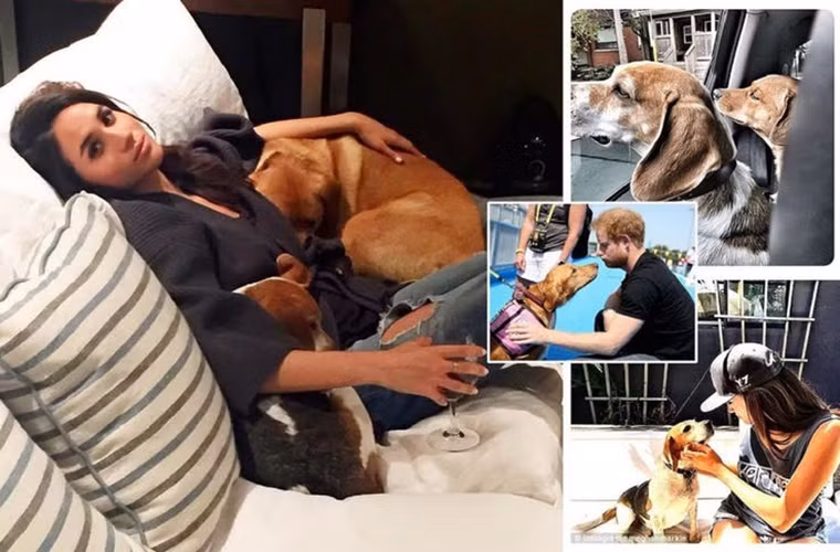 Chú chó cưng Guy của Meghan Markle cũng sẽ được đưa đến Nottingham Cottage thuộc Điện Kensington, nơi ở của vợ chồng Hoàng tử Harry sau đám cưới.