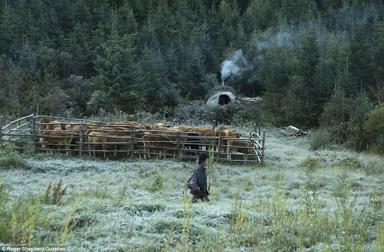 Đàn gia súc được nhốt lại trong làng Chail-ri, huyện Pujon, tỉnh Hamkyongnam-do.