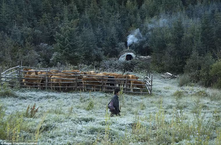 Đàn gia súc được nhốt lại trong làng Chail-ri, huyện Pujon, tỉnh Hamkyongnam-do.