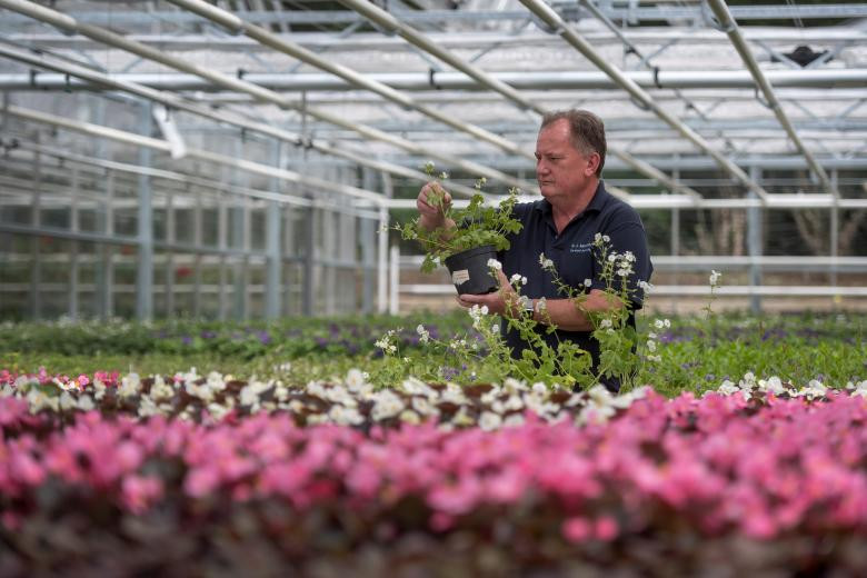 Ông Mike Jones, một quản lý vườn ươm, kiểm tra loài hoa được trồng tại Hyde Park (London) để phục vụ cho đám cưới của Hoàng tử Harry. Ảnh: Reuters.