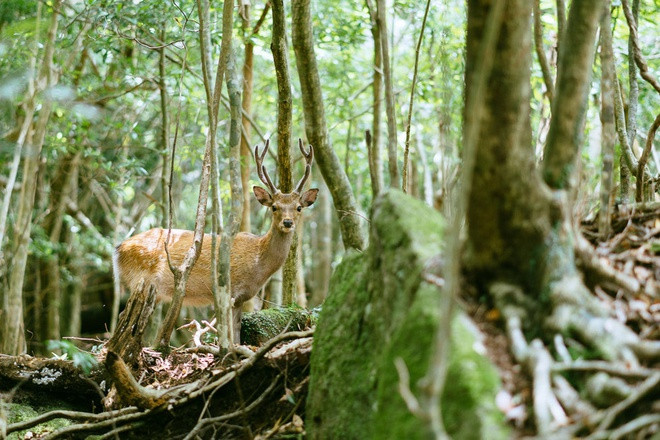 Năm 1993, đảo Yakushima được UNESCO công nhận là Di sản Thiên nhiên thế giới. Hồ sơ di sản của UNESCO cho biết đây là nơi sinh sống của 1.900 loài và phân loài thực vật, 16 loài động vật có vú, 150 loài chim.