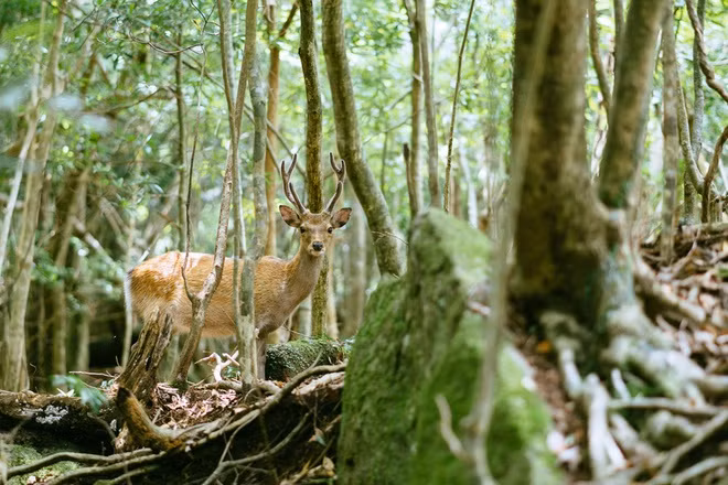 Năm 1993, đảo Yakushima được UNESCO công nhận là Di sản Thiên nhiên thế giới. Hồ sơ di sản của UNESCO cho biết đây là nơi sinh sống của 1.900 loài và phân loài thực vật, 16 loài động vật có vú, 150 loài chim.