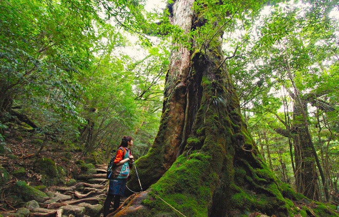 Vườn quốc gia Yakushima nằm trên đảo cùng tên, thuộc tỉnh Kagoshima, phía cực Nam đảo Kyushu của Nhật Bản. Nơi đây được gợi ý như là một trong những địa điểm "tắm rừng" lý tưởng nhất. Yakushima vốn là đảo cận nhiệt đới, hình dáng gần như một chấm tròn, nổi tiếng với những đỉnh núi cao nhất vùng Kyushu, cũng là quê hương của những cây tuyết tùng cổ xưa cả nghìn năm tuổi, lâu đời nhất đất nước...