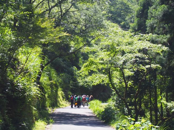 Từ những năm 1980, "tắm rừng" shinrin-yoku được xem như phương thuốc y học ở Nhật Bản. Lúc này, chính phủ dần nhận thấy những tác động bất lợi do sự bùng nổ công nghệ đối với người dân đô thị như trầm cảm, mất tập trung, đau nhức... Thành phố đông đúc không phải là nơi thư giãn thực sự, thay vào đó là những khu rừng mang lại cảm giác bình yên.