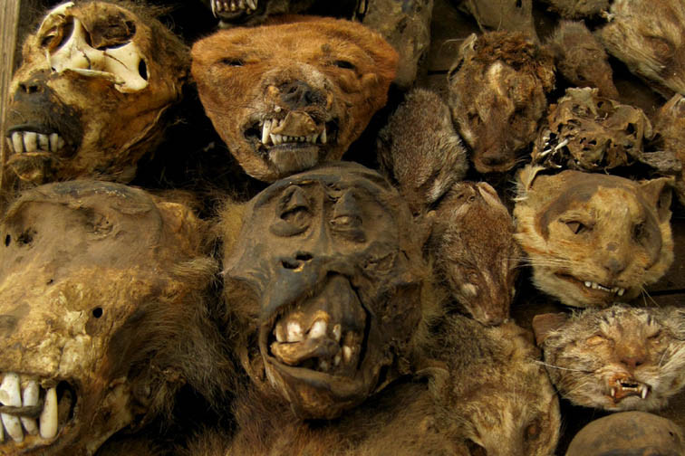 Những nguyên liệu này sau khi mua về sẽ được nghiền nát trộn với các loại thảo mộc và nấu trên lửa. Thứ bột màu đen thu được sẽ được ăn hoặc bôi vào cơ thể, với hy vọng chữa khỏi một căn bệnh, hoặc để tạo ra sức mạnh giúp họ giải quyết các vấn đề.