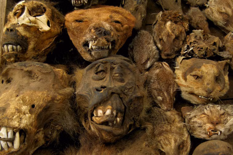 Những nguyên liệu này sau khi mua về sẽ được nghiền nát trộn với các loại thảo mộc và nấu trên lửa. Thứ bột màu đen thu được sẽ được ăn hoặc bôi vào cơ thể, với hy vọng chữa khỏi một căn bệnh, hoặc để tạo ra sức mạnh giúp họ giải quyết các vấn đề.