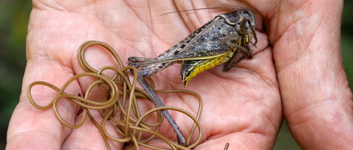 Nhung loai ky sinh trung ky la nhat: Nguon cam hung cua cac Alien-Hinh-4