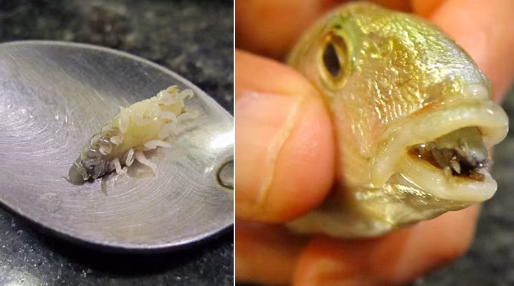 Nhung loai ky sinh trung ky la nhat: Nguon cam hung cua cac Alien-Hinh-2