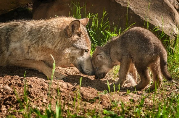 Dieu gi xay ra neu dat cho con ben canh mot con soi moi sinh?