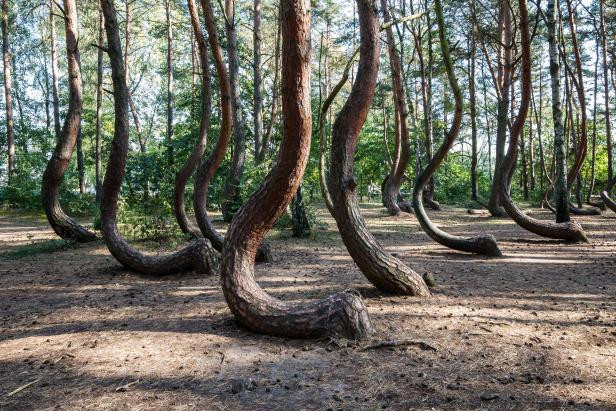 Rừng Cong (Crooked forest) ở vùng Nowe Czarnowo, Ba Lan trở thành địa điểm ma quái đáng sợ khi có những cây thông mang hình dáng kỳ lạ. Chúng được trồng vào khoảng năm 1930. Phần dưới gốc hầu hết các cây thông có độ cong khoảng 90 độ, hướng về hướng bắc rồi vươn thẳng lên cao.