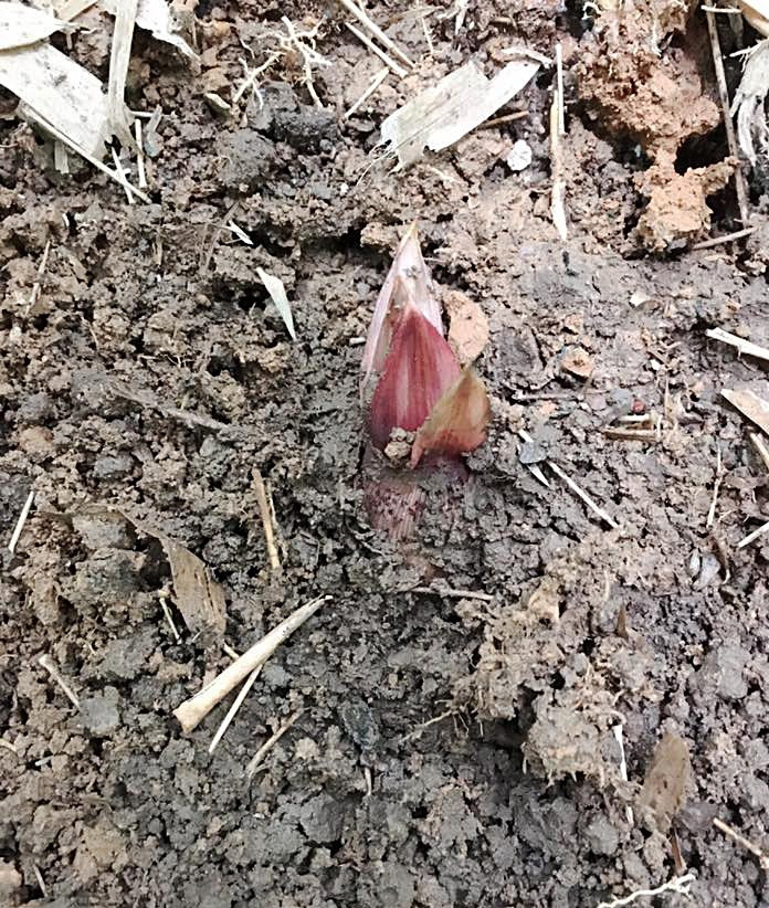 Sau khi mang về nhà, ông Lưu đem hòn đá đi rửa sạch và nhận thấy nó có bề mặt nhẵn bóng và trông có vẻ là loại đá quý khi có màu sắc khác lạ. Ông từng nghe về một số trường hợp nhặt được hòn đá tưởng vô giá trị nhưng thực chất lại là loại đá quý có giá trị rất cao.