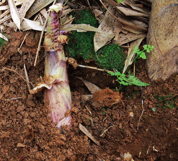 Ban đầu, ông Lưu định vứt hòn đá trên vì cho rằng đó là thứ vô tri, không có giá trị. Tuy nhiên, về sau, ông thay đổi ý định khi quyết định mang hòn đá về nhà vì nó có màu sắc khá đẹp mắt.