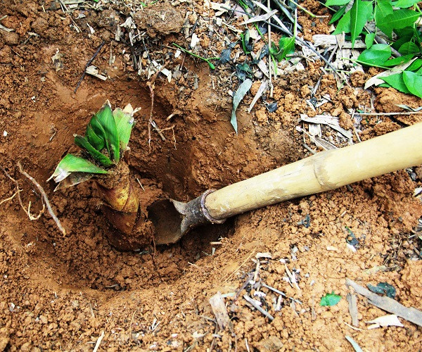 Vì vậy, ông Lưu cho rằng, hòn đá màu vàng mà ông nhặt được trong lúc lên núi đào măng cũng có thể là "báu vật" quý hiếm. Vì vậy, ông mang hòn đá tới nhờ các chuyên gia địa chất địa phương kiểm tra xem.