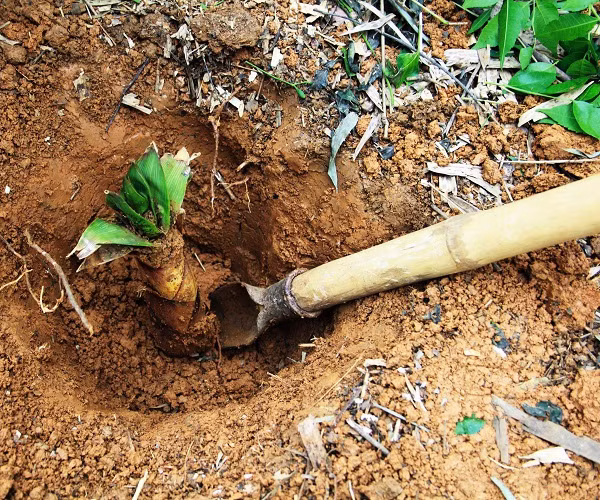 Vì vậy, ông Lưu cho rằng, hòn đá màu vàng mà ông nhặt được trong lúc lên núi đào măng cũng có thể là "báu vật" quý hiếm. Vì vậy, ông mang hòn đá tới nhờ các chuyên gia địa chất địa phương kiểm tra xem.