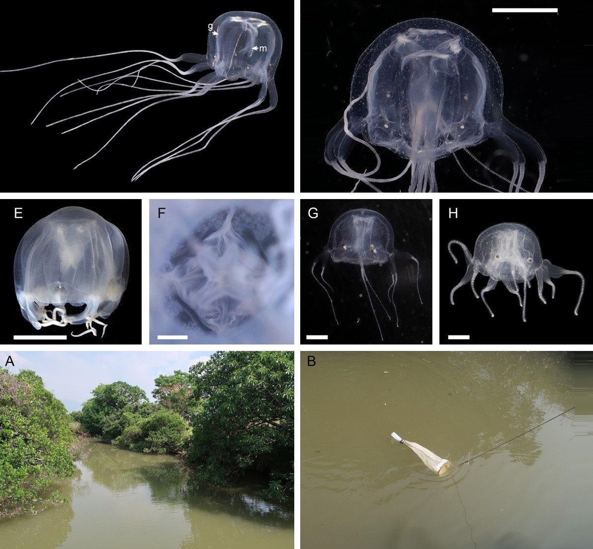 Mới đây, nhóm nghiên cứu thuộc trường đại học Hong Kong thông tin đã thu thập mẫu tại một ao tù nuôi tôm tại Khu bảo tồn Thiên nhiên Mai Po của Trung Quốc. Theo đó, họ phát hiện loài sinh vật có 24 con mắt.