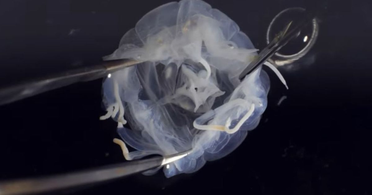 Loài Tripedalia maipoensis mới được phát hiện thuộc họ Tripedaliidae. Các nhà nghiên cứu đã so sánh các mẫu của Tripedalia maipoensis với mẫu của các loài có họ hàng gần khác bằng phương pháp hình thái học và phân tử.