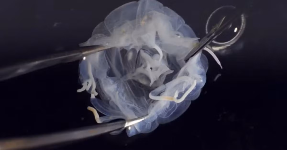 Loài Tripedalia maipoensis mới được phát hiện thuộc họ Tripedaliidae. Các nhà nghiên cứu đã so sánh các mẫu của Tripedalia maipoensis với mẫu của các loài có họ hàng gần khác bằng phương pháp hình thái học và phân tử.