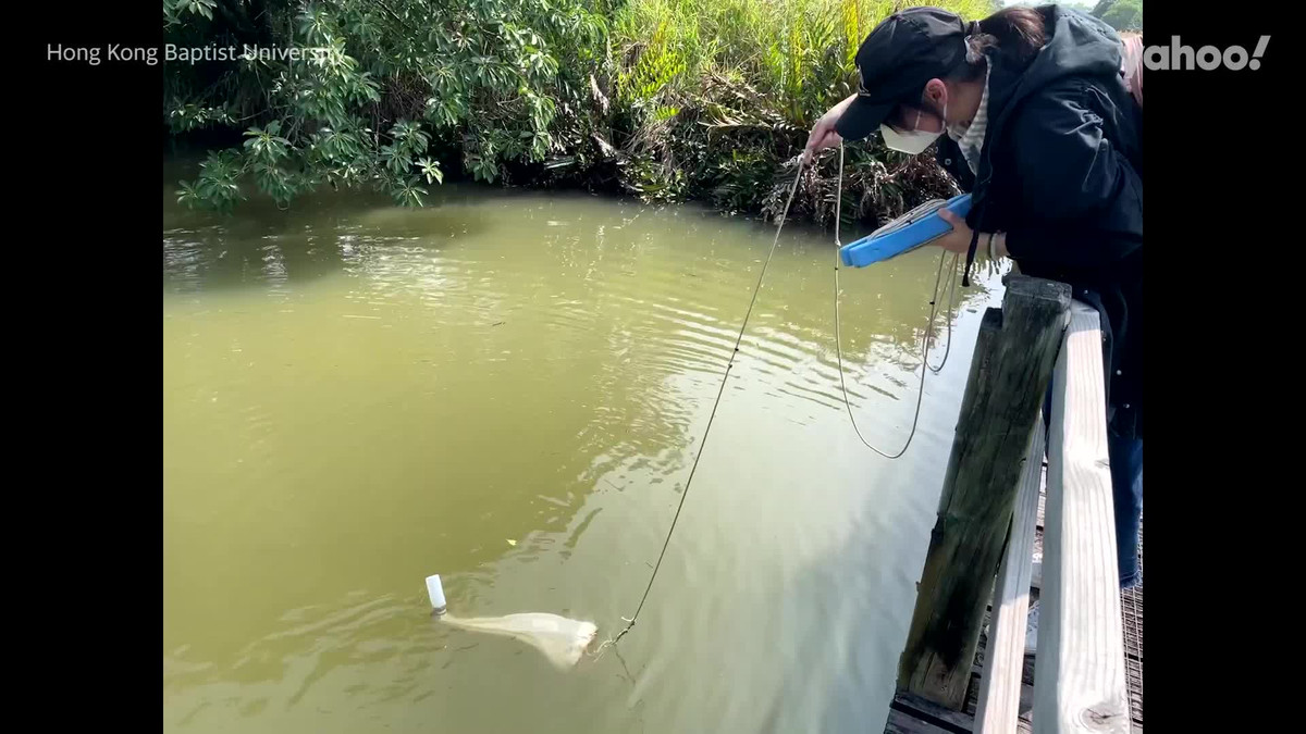 Nhờ vậy, các nhà nghiên cứu phát hiện loài mới thể hiện sự đa dạng cao hơn so với Tripedalia cystophora - loài có quan hệ gần gũi với Tripedalia maipoensis đã được báo cáo phân bố ở trong vùng.